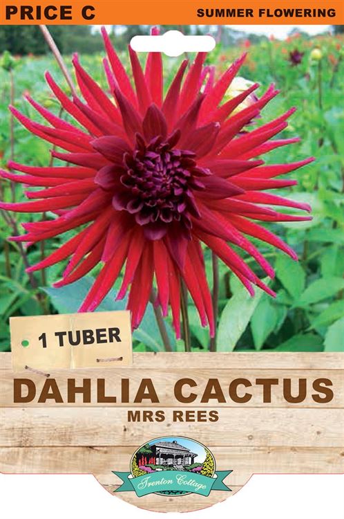 Picture of DAHLIA CACTUS - MRS REES