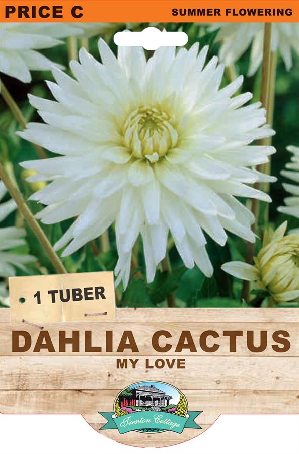 Picture of DAHLIA CACTUS - MY LOVE