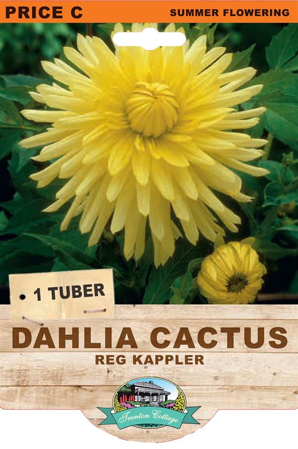 Picture of DAHLIA CACTUS - REG KAPPLER