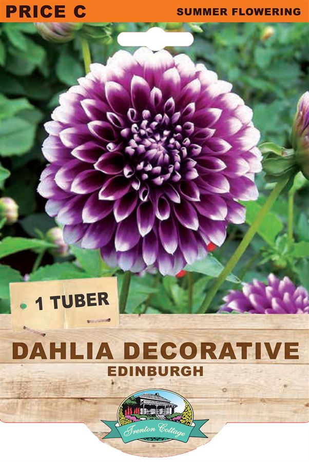 Picture of DAHLIA DECORATIVE - EDINBURGH