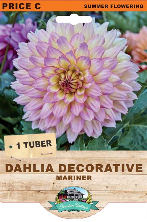 Picture of DAHLIA DECORATIVE - MARINER