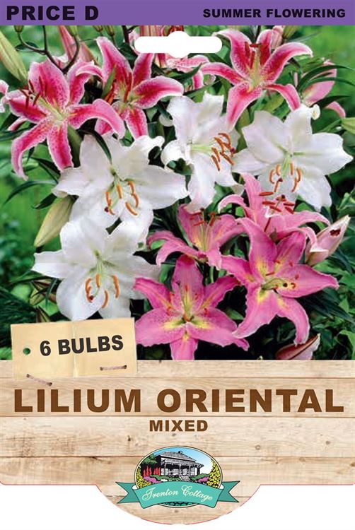 Picture of LILIUM ORIENTAL - MIXED