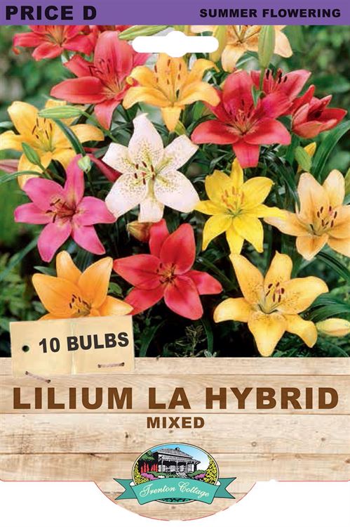 Picture of LILIUM LA HYBRID - MIXED