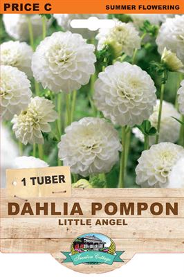 Picture of DAHLIA POMPON - LITTLE ANGEL