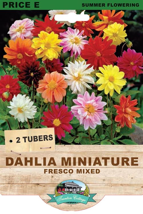 Picture of DAHLIA MINIATURE - FRESCO MIXED