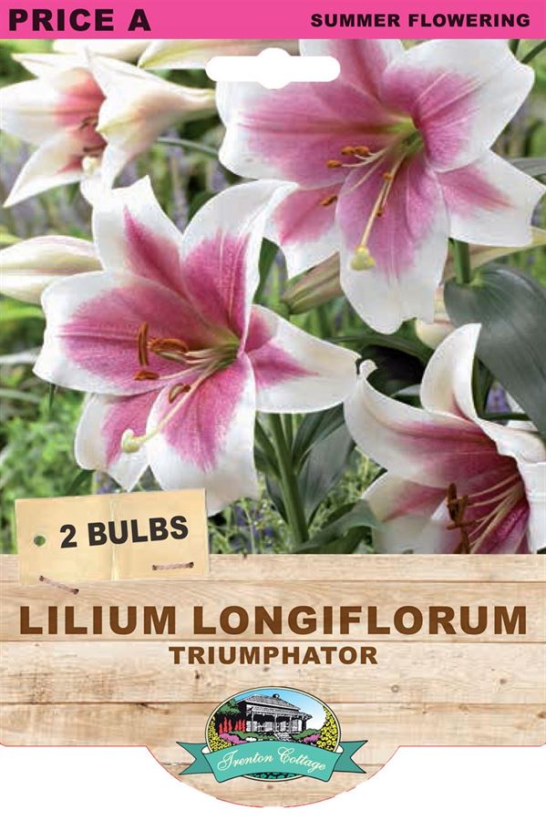 Picture of LILIUM LONGIFLORUM - TRIUMPHATOR