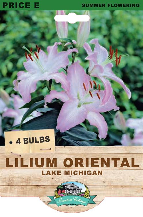 Picture of LILIUM ORIENTAL - LAKE MICHIGAN