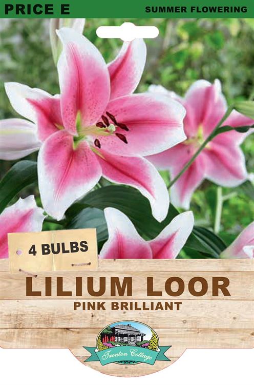 Picture of LILIUM LOOR - PINK BRILLIANT