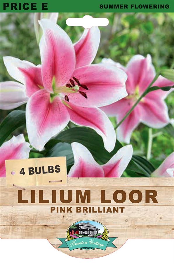 Picture of LILIUM LOOR - PINK BRILLIANT