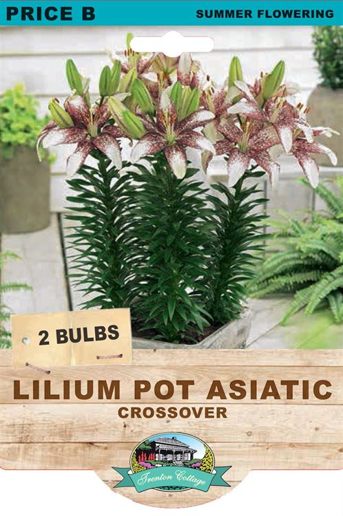 Picture of LILIUM POT ASIATIC - CROSSOVER