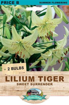 Picture of LILIUM TIGER - SWEET SURRENDER