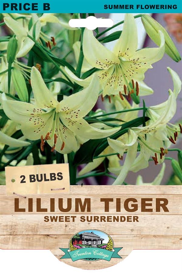 Picture of LILIUM TIGER - SWEET SURRENDER