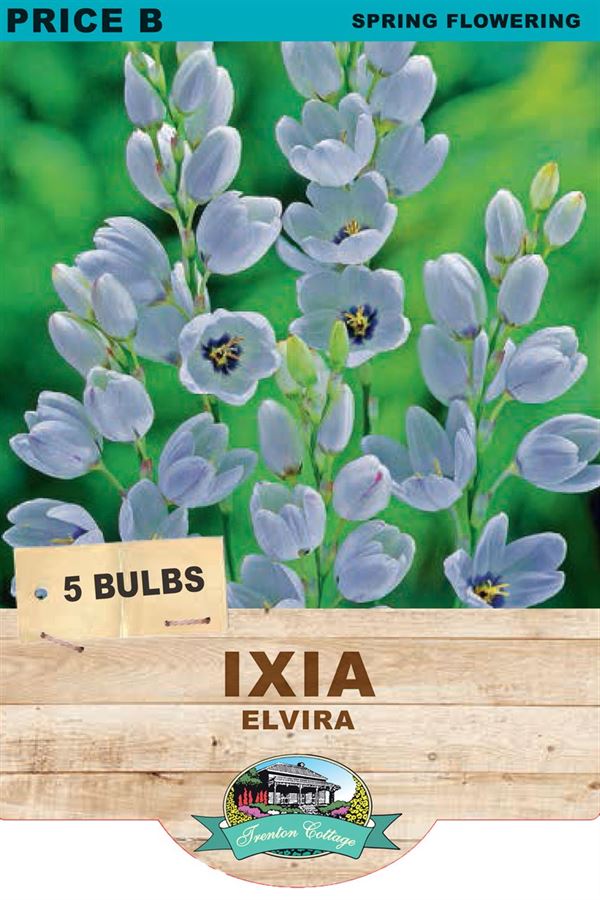 Picture of IXIA - ELVIRA