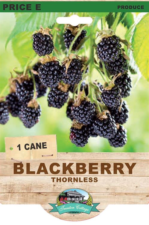 Picture of BLACKBERRY - THORNLESS