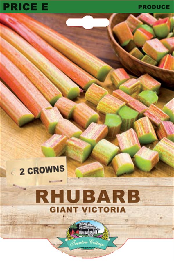 Picture of RHUBARB - GIANT VICTORIA