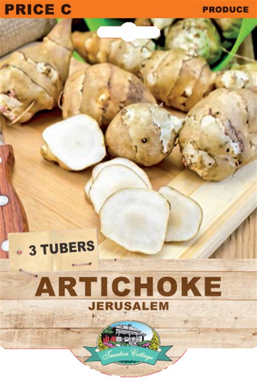 Picture of ARTICHOKE - JERUSALEM