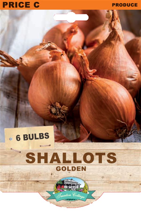 Picture of SHALLOTS - GOLDEN