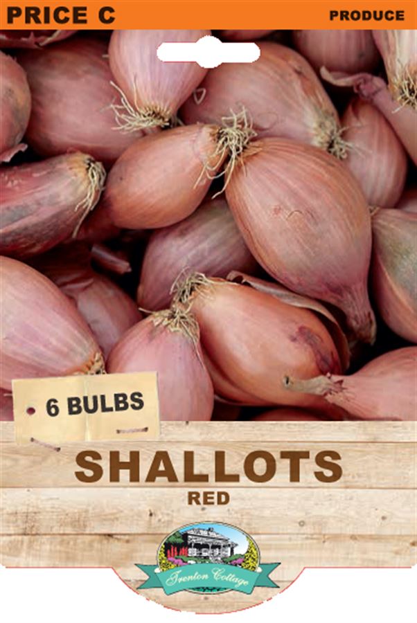 Picture of SHALLOTS - RED