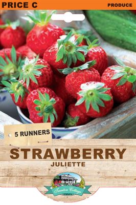 Picture of STRAWBERRY - JULIETTE