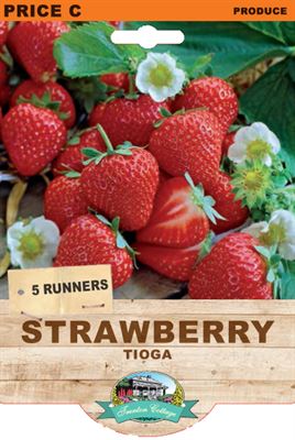 Picture of STRAWBERRY - TIOGA