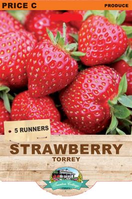 Picture of STRAWBERRY - TORREY