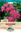 Picture of NERINE - ROSEA