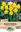 Picture of DAFFODIL - YELLOW TRUMPET